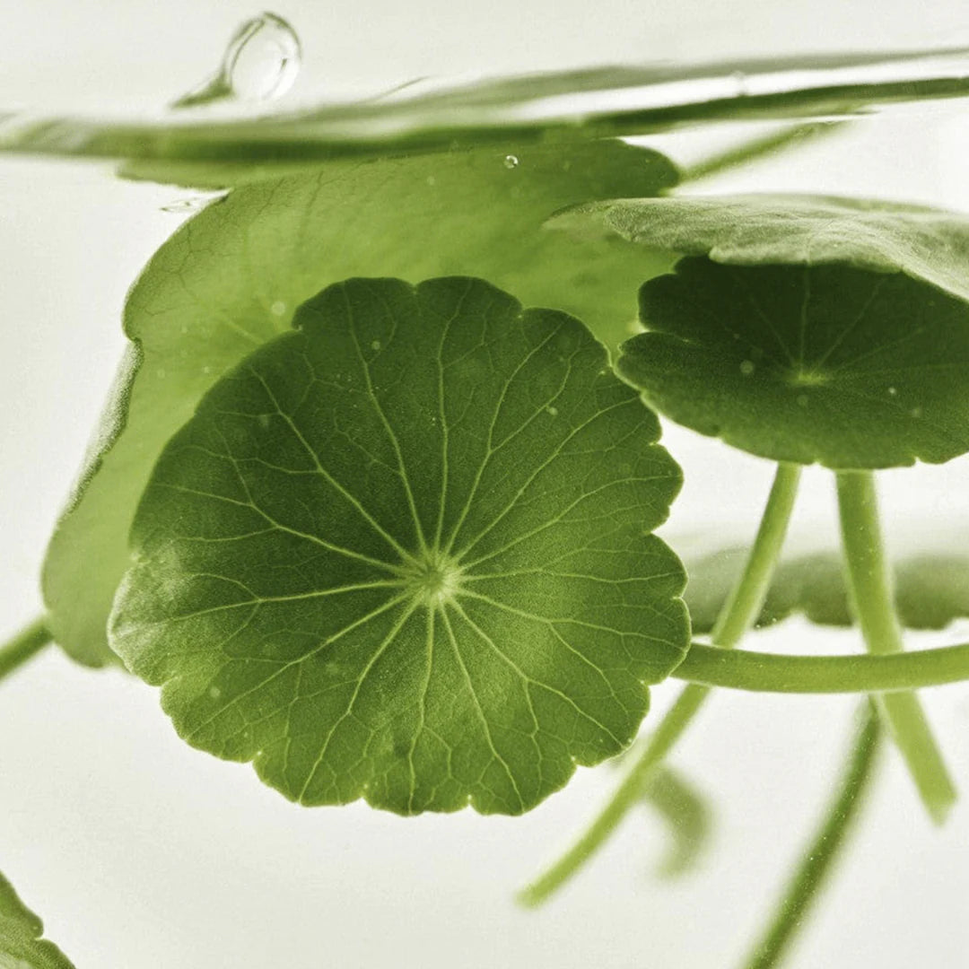 Beauty of Joseon Light On Serum: Centella + Vita C Brightening Serum 30ml